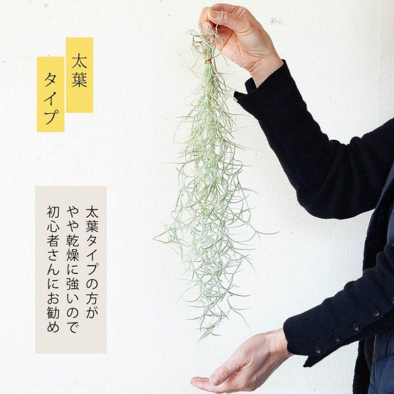 エアープランツ エアプランツ 「太葉」のウスネオイデス