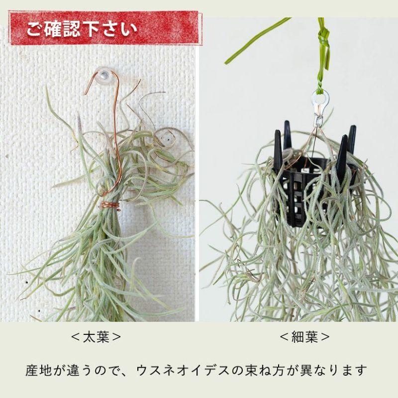 エアープランツ エアプランツ 「太葉」のウスネオイデス