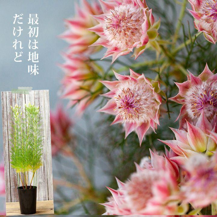 セルリア・プリティピンク6号鉢※同梱不可商品です : e-花屋さん セルリア・プリティピンク6号鉢※同梱不可商品です : e-花屋さん