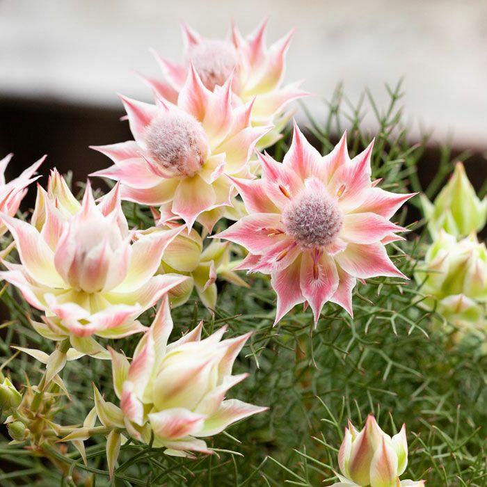 苗 お花 屋外 植物 セルリア・プリティーピンク 5号鉢 育て方ガイド