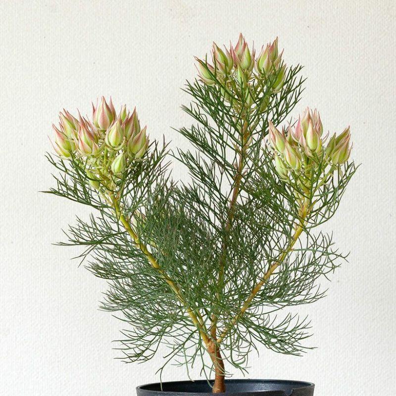 苗 お花 屋外 植物 セルリア・プリティーピンク 5号鉢 育て方ガイド