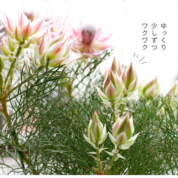 苗 お花 屋外 植物 セルリア・プリティーピンク 5号鉢 育て方ガイド