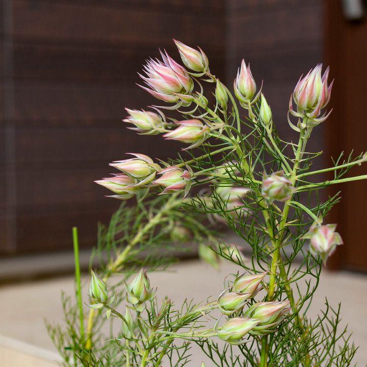 苗 お花 屋外 植物 セルリア・プリティーピンク 5号鉢 育て方ガイド