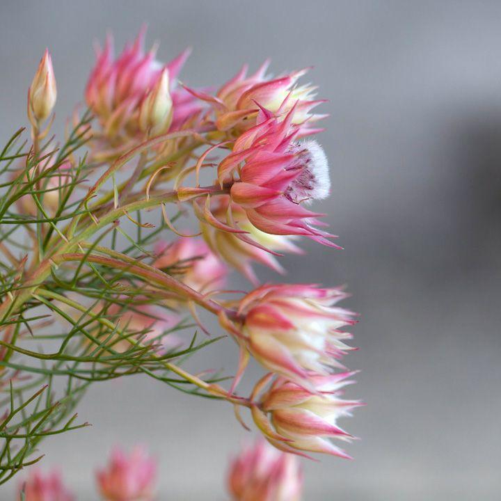 苗 お花 屋外 植物 セルリア・プリティーピンク 5号鉢 育て方ガイド