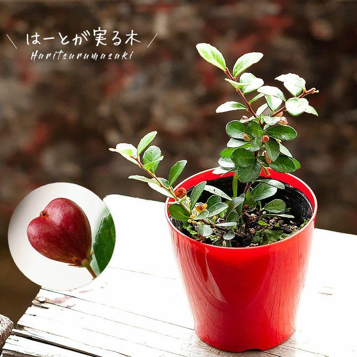 ✨✨✨ハリツルマサキ&オオハマボウ【良品素材】検/ハート葉♪実happyセール♪ 観葉植物 種類 おしゃれ ハートが実る木（ハリツルマサキ）花言葉は
