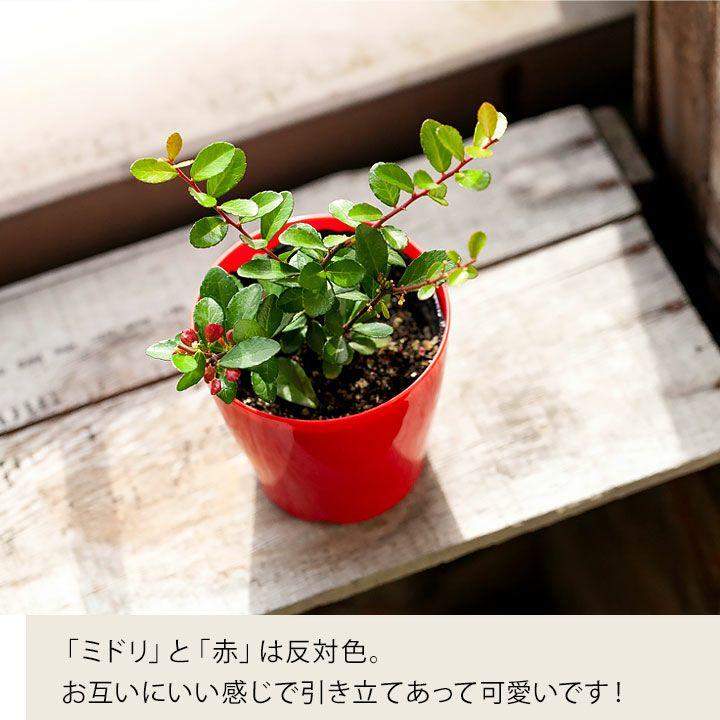 観葉植物 種類 おしゃれ ハートが実る木（ハリツルマサキ）花言葉は