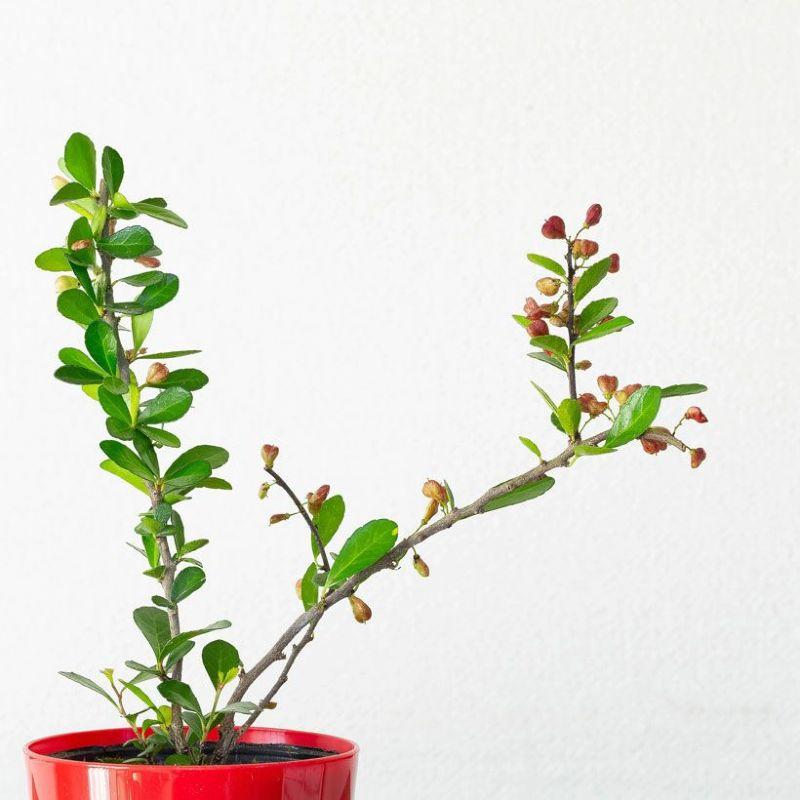 観葉植物 種類 おしゃれ ハートが実る木（ハリツルマサキ）花言葉は
