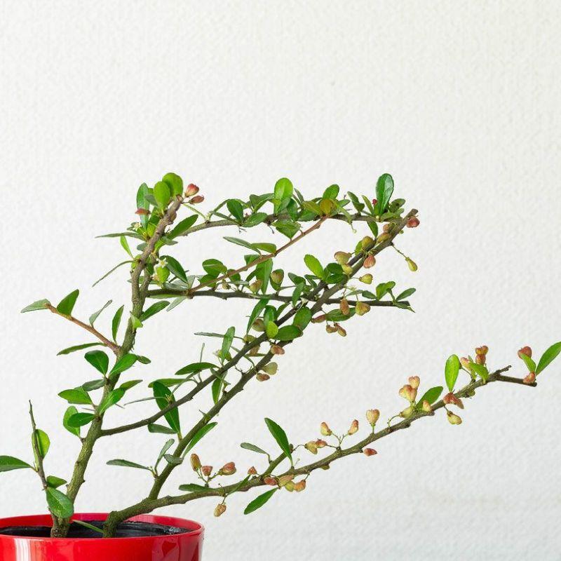 観葉植物 種類 おしゃれ ハートが実る木（ハリツルマサキ）花言葉は