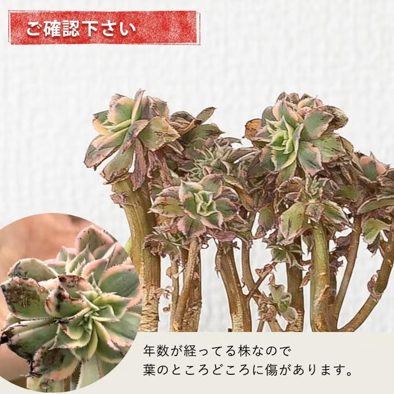 18#多肉植物アエオニウム錦❤️ サンバースト❤️5頭17cm拔き苗 多肉植物 アエオニウム こんなの滅多に出ない！古株、世界観抜群の