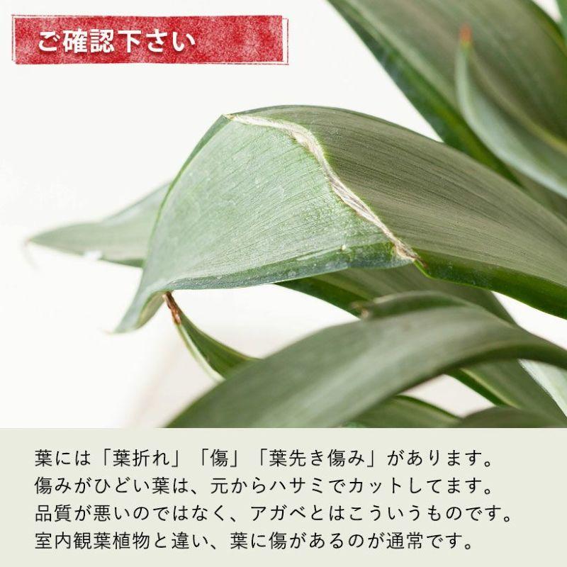 観葉植物 屋外 おしゃれ シンボルグリーン アガベ・デスメティアーナ