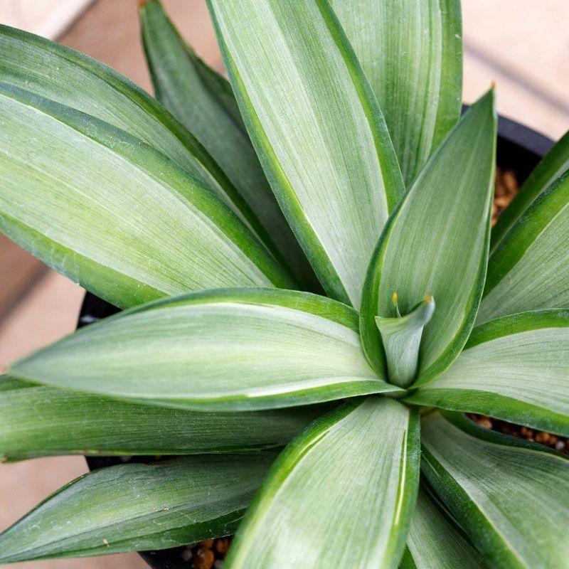 観葉植物 屋外 おしゃれ シンボルグリーン アガベ・デスメティアーナ