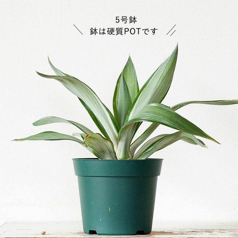 観葉植物 屋外 おしゃれ シンボルグリーン アガベ・デスメティアーナ