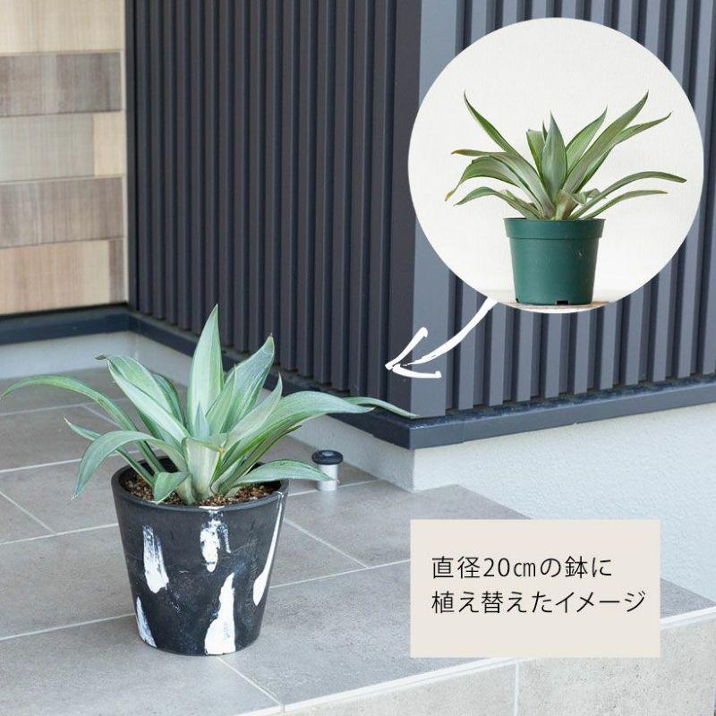 観葉植物 屋外 おしゃれ シンボルグリーン アガベ・デスメティアーナ