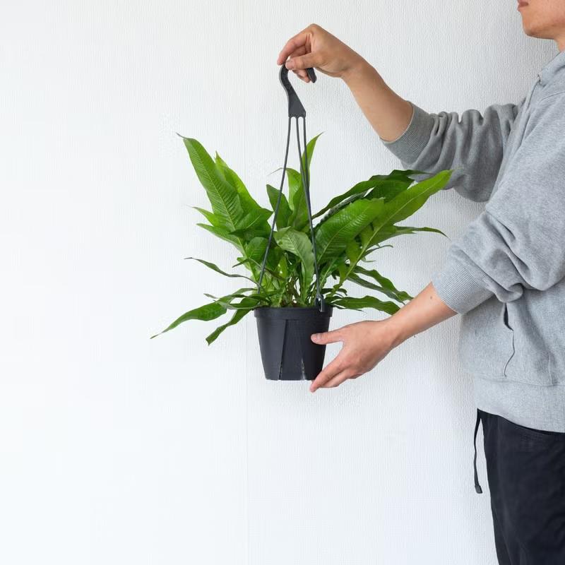 観葉植物 