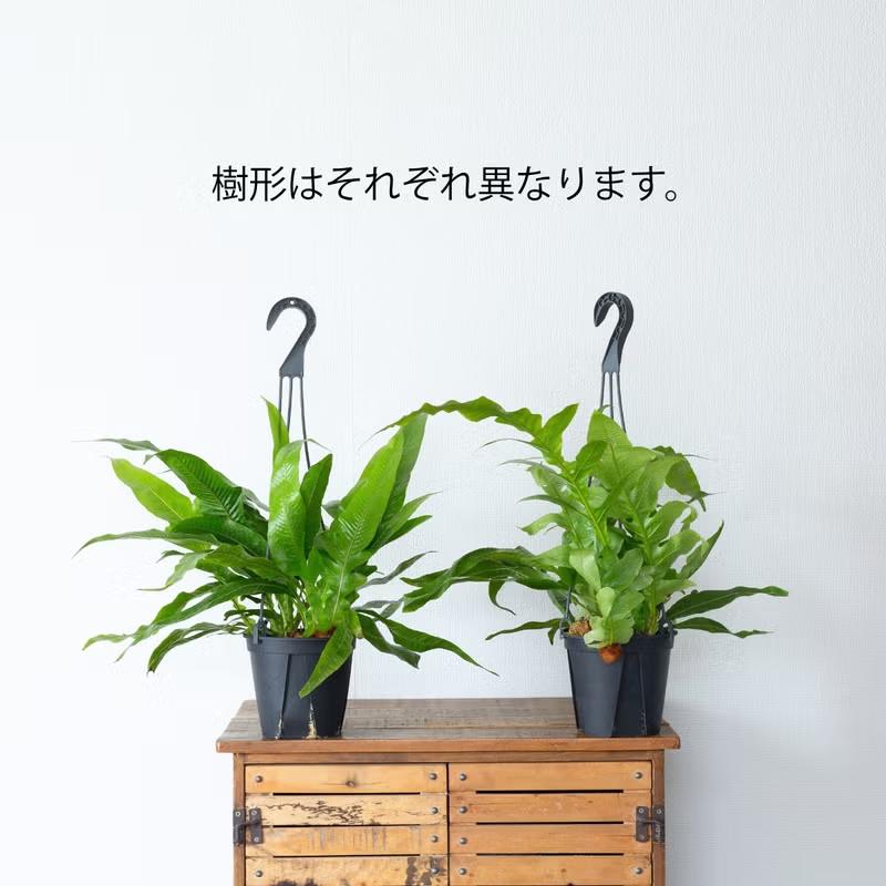 観葉植物 