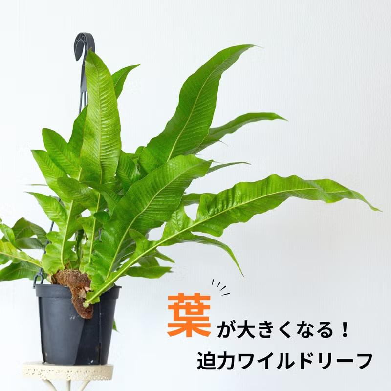 観葉植物 