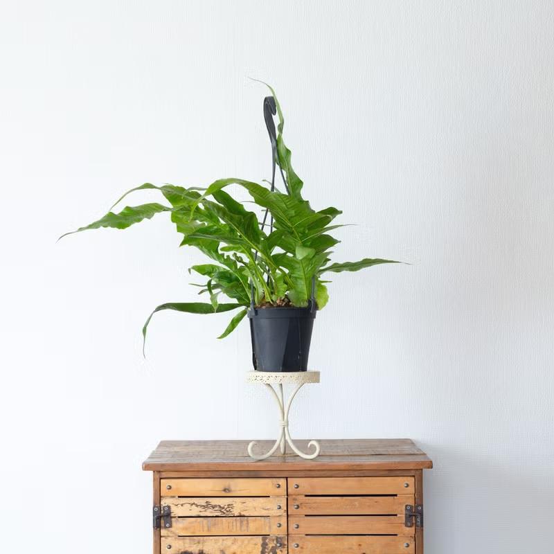 観葉植物 