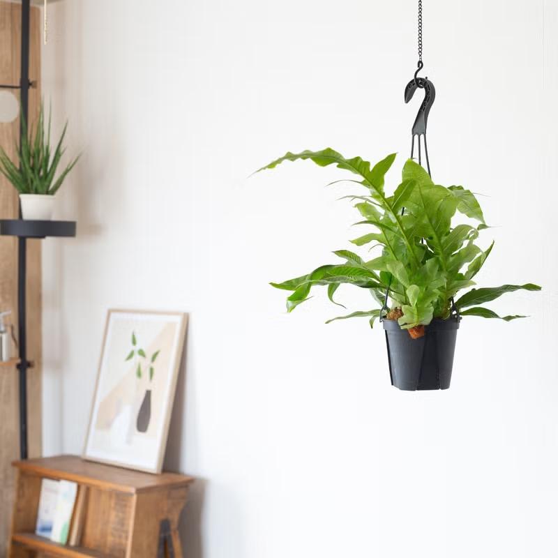 観葉植物 