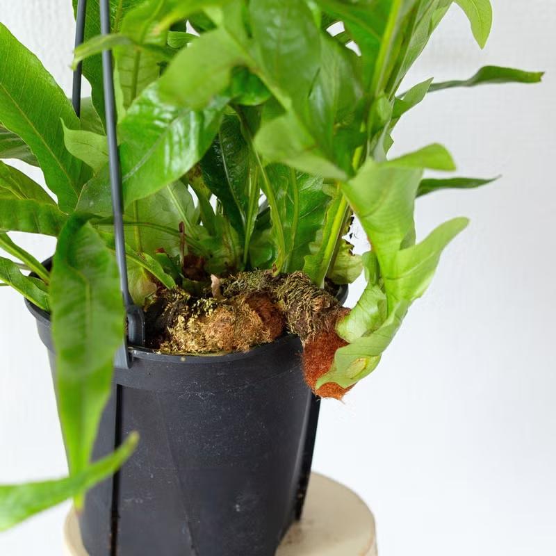 観葉植物 