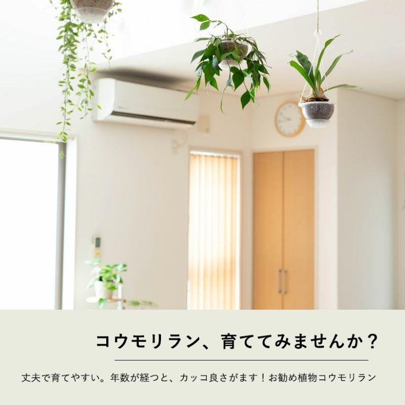 観葉植物 種類 室内 おしゃれ コウモリラン ねこチップ ネガミエルAIR
