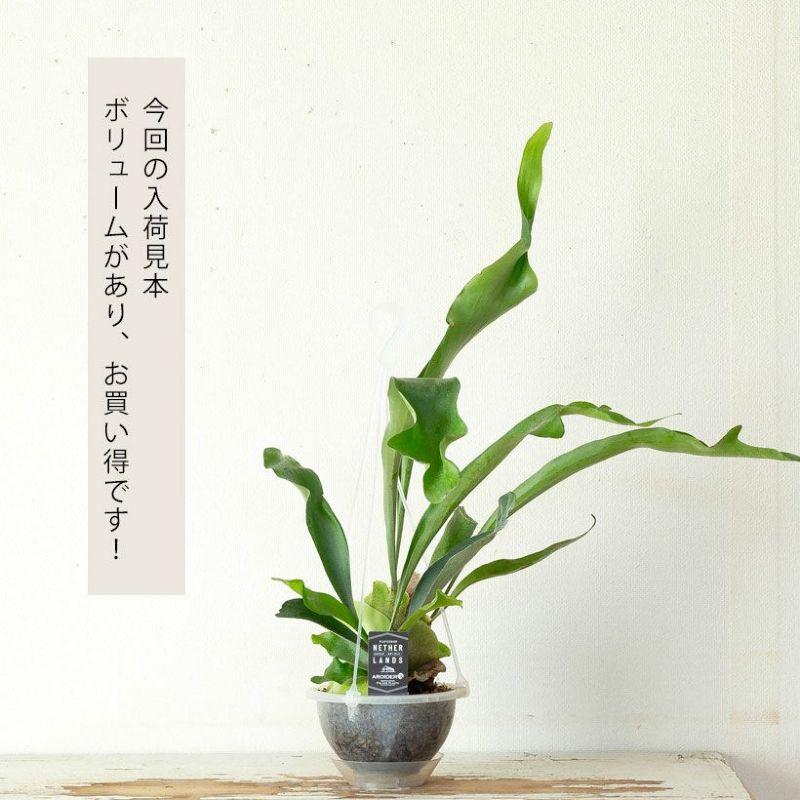 観葉植物 種類 室内 おしゃれ コウモリラン ねこチップ ネガミエルAIR