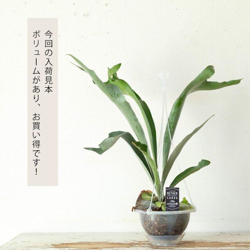 観葉植物 種類 室内 おしゃれ コウモリラン ねこチップ ネガミエルAIR