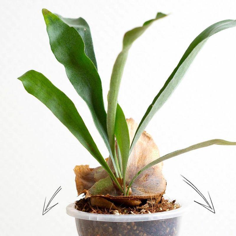 観葉植物 種類 室内 おしゃれ コウモリラン ねこチップ ネガミエルAIR