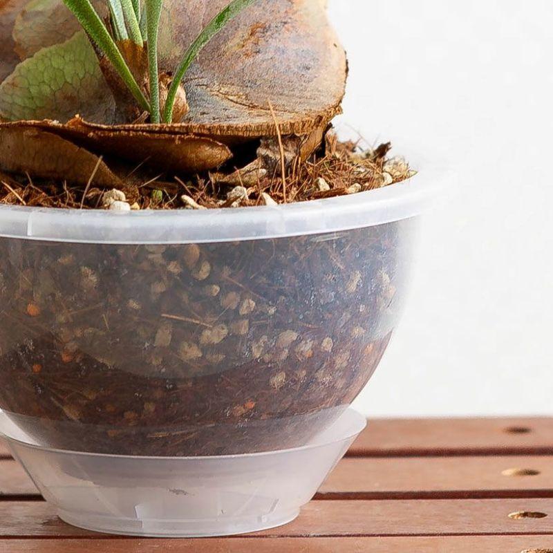 観葉植物 種類 室内 おしゃれ コウモリラン ねこチップ ネガミエルAIR