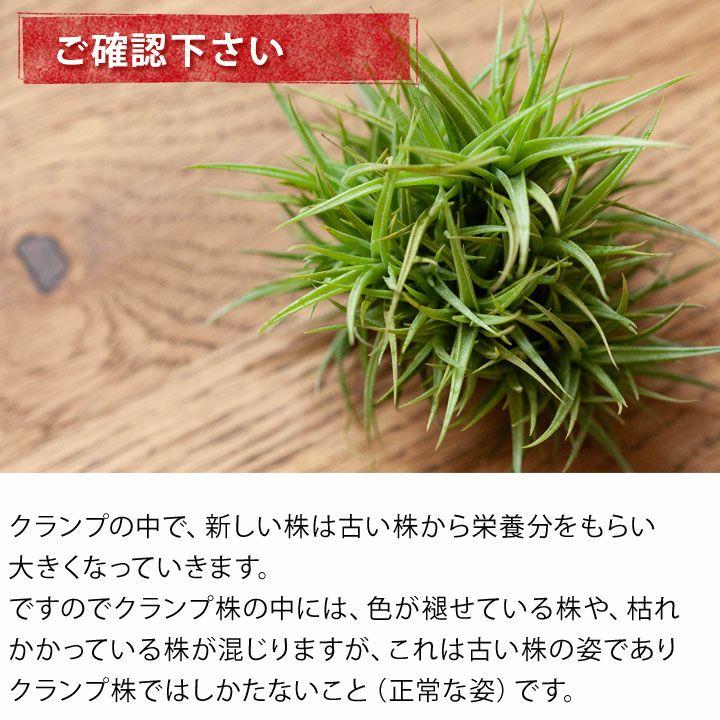エアープランツ チランジア 観葉植物 種類 室内 テーブル 名人杉山さん 