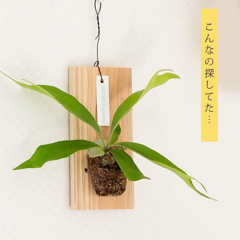 観葉植物 種類 室内 おしゃれ 吊り下げ ハンギング コウモリラン 観葉植物 種類 室内 おしゃれ 吊り下げ ハンギング コウモリラン