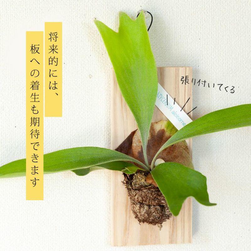 観葉植物 種類 室内 おしゃれ 吊り下げ ハンギング コウモリラン 観葉植物 種類 室内 おしゃれ 吊り下げ ハンギング コウモリラン