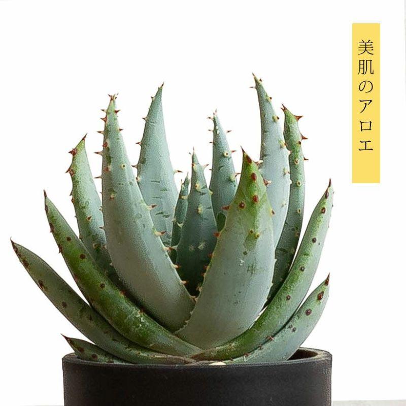 観葉植物 種類 室内 おしゃれ アロエ ペグレラエ ※植替え済type【お