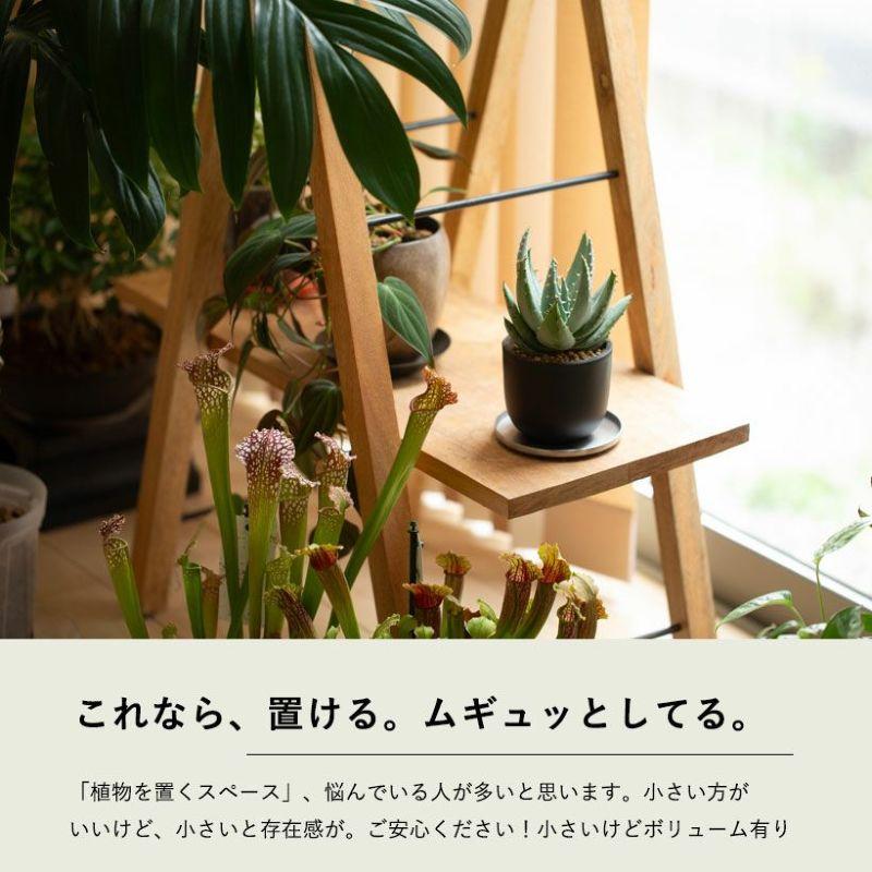 観葉植物 種類 室内 おしゃれ アロエ ペグレラエ ※植替え済type【お