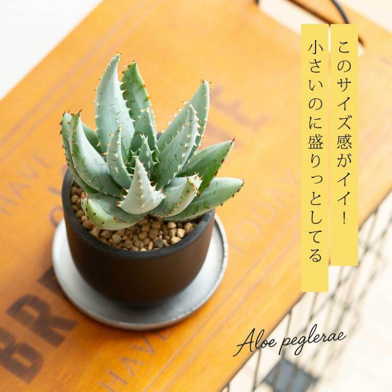観葉植物 種類 室内 おしゃれ アロエ ペグレラエ ※植替え済type【お
