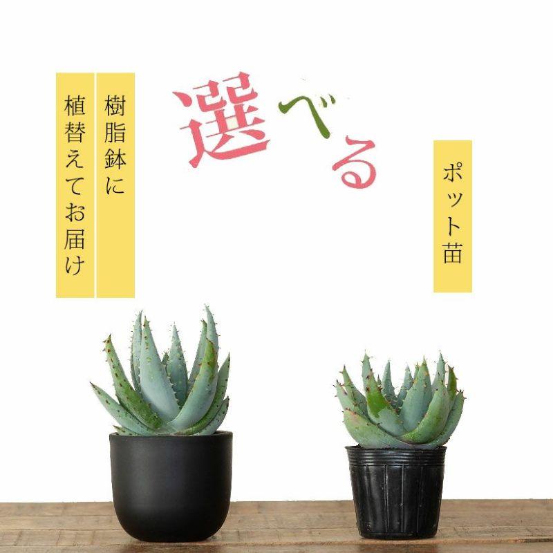 観葉植物 種類 室内 おしゃれ アロエ ペグレラエ ※植替え済type【お