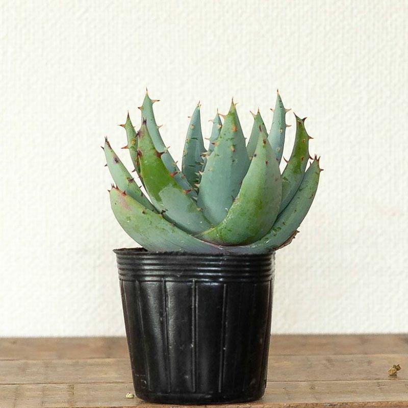観葉植物 種類 室内 おしゃれ アロエ ペグレラエ ※植替え済type【お