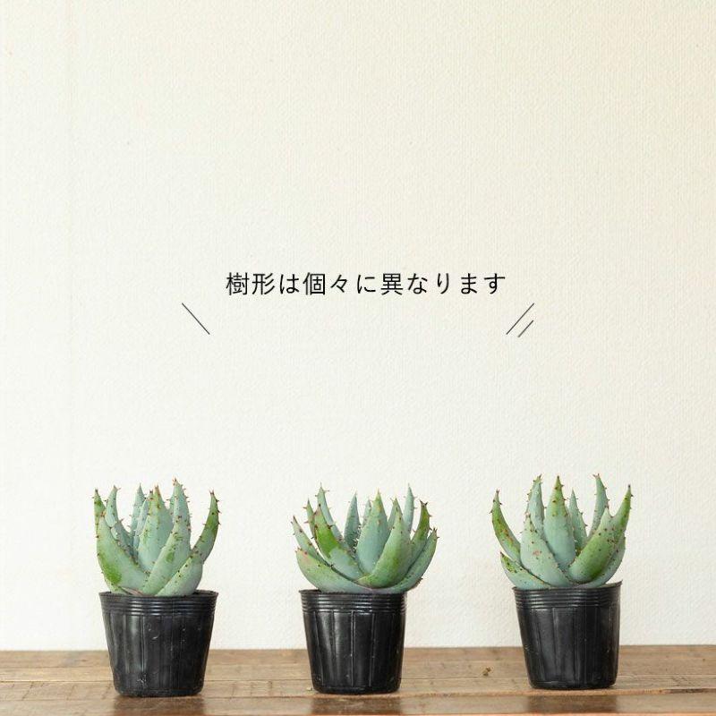 アロエ ペグレラエ 大株 6号鉢 楽天市場】丈夫、そして美しい！アロエ「ペグレラエ」愛でてみたくなり