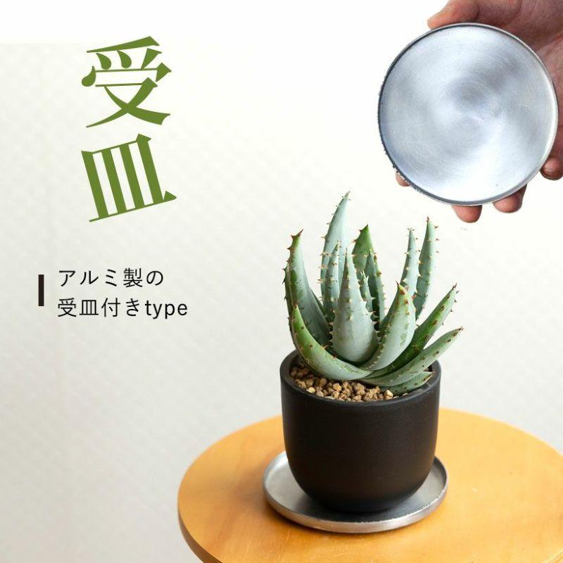 観葉植物 種類 室内 おしゃれ アロエ ペグレラエ ※植替え済type【お