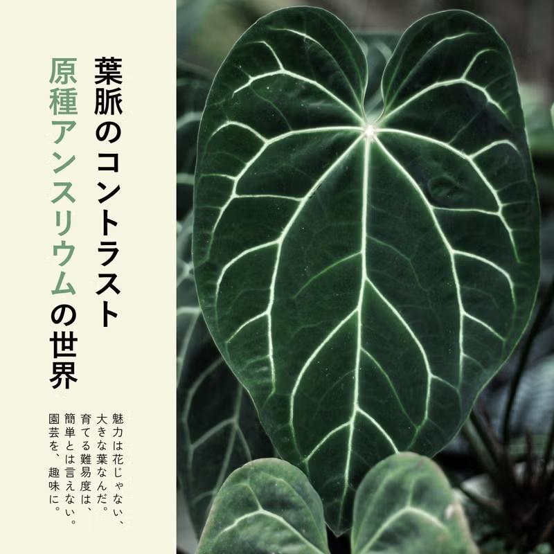観葉植物 アンスリウム 【訳有りSALE】アンスリウム・クリスタリナム
