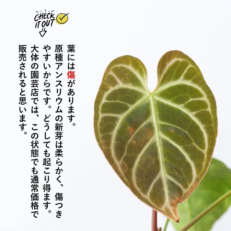 観葉植物 アンスリウム 【訳有りSALE】アンスリウム・クリスタリナム