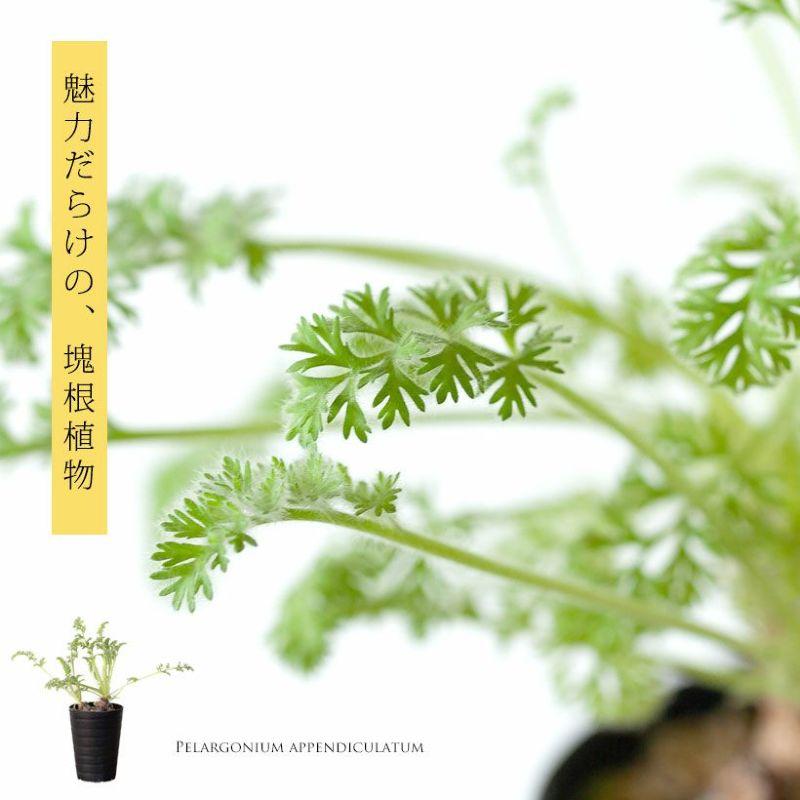 観葉植物 塊根 種類 レア コーデックス ペラルゴニウム:アッ 観葉植物 塊根 種類 レア コーデックス ペラルゴニウム:アッ