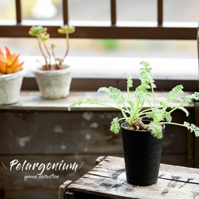 観葉植物 塊根 種類 レア コーデックス ペラルゴニウム:アッ 観葉植物 塊根 種類 レア コーデックス ペラルゴニウム:アッ