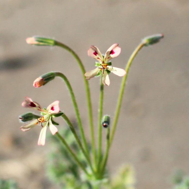 観葉植物 塊根 種類 レア コーデックス ペラルゴニウム：アッペン