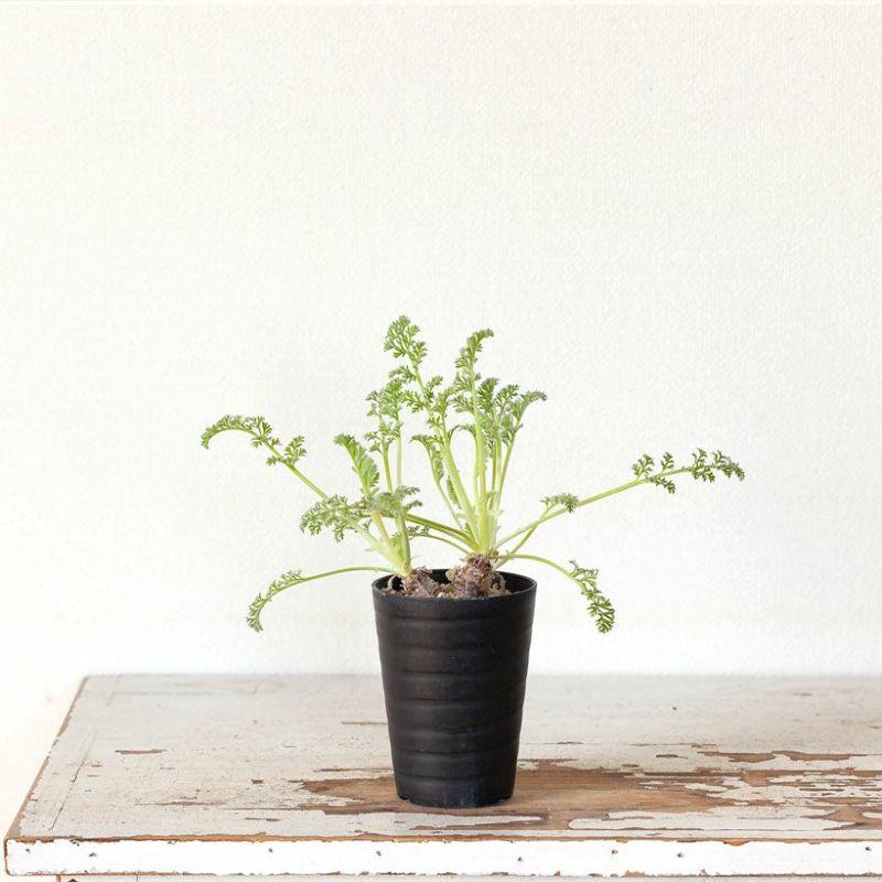 観葉植物 塊根 種類 レア コーデックス ペラルゴニウム：アッペン