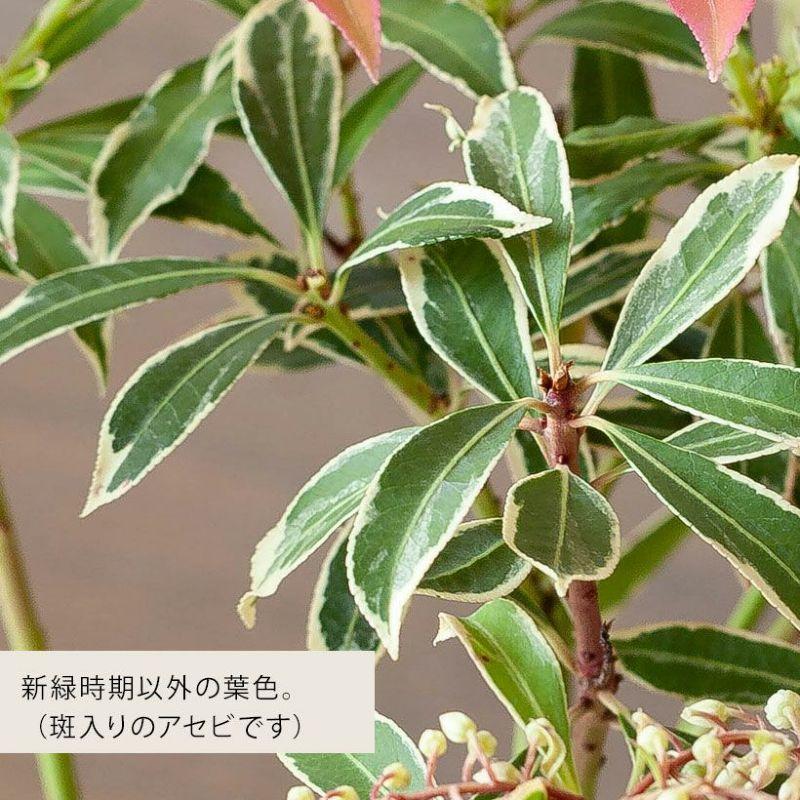 観葉植物 屋外 庭 ガーデニング 紅葉 おしゃれ 斑入りアセビ