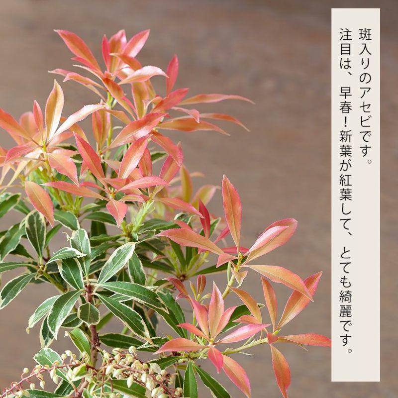 観葉植物 屋外 庭 ガーデニング 紅葉 おしゃれ 斑入りアセビ