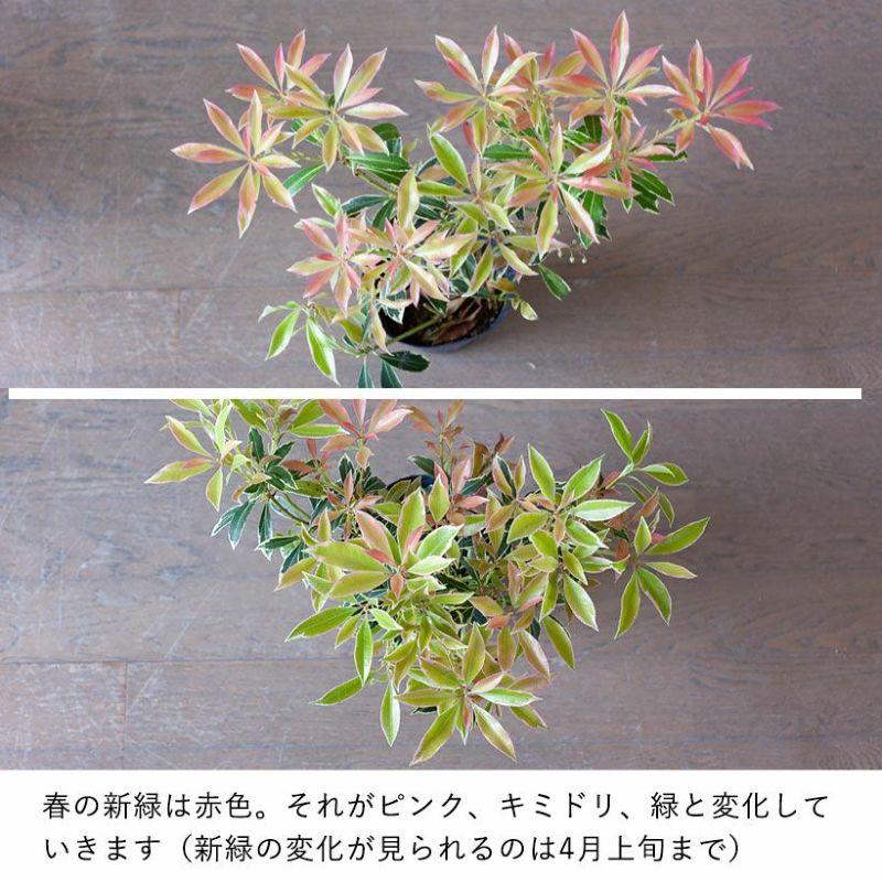 観葉植物 屋外 庭 ガーデニング 紅葉 おしゃれ 斑入りアセビ