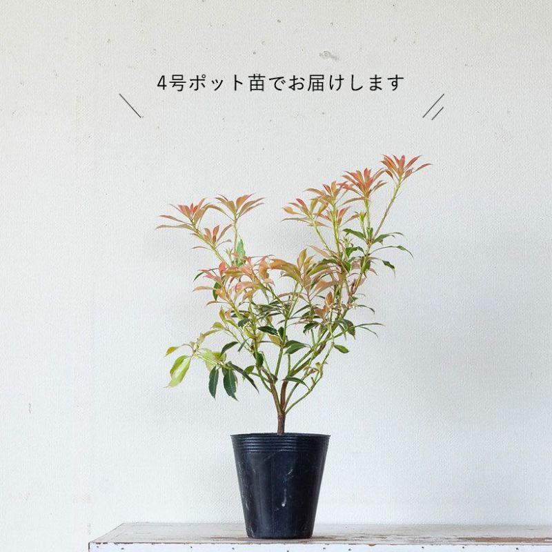 観葉植物 屋外 庭 ガーデニング 紅葉 おしゃれ 斑入りアセビ