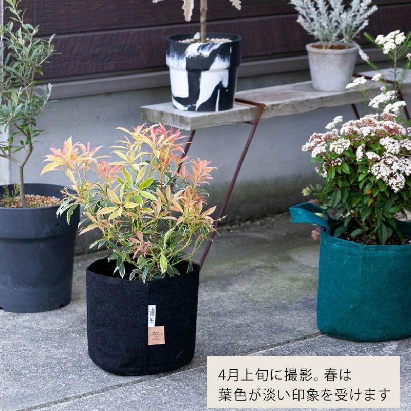 観葉植物 屋外 庭 ガーデニング 紅葉 おしゃれ 斑入りアセビ