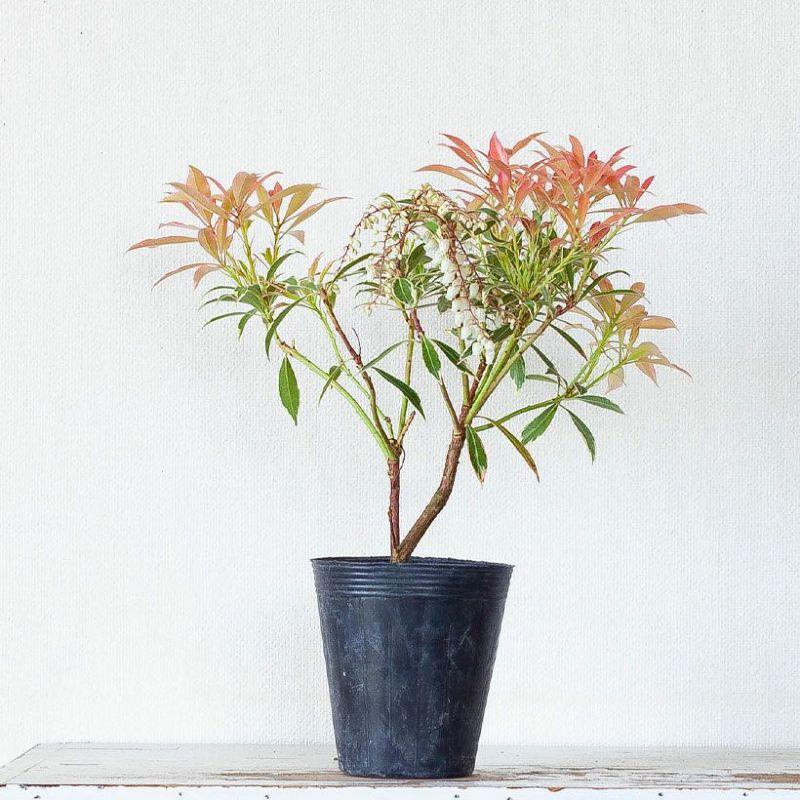 観葉植物 屋外 庭 ガーデニング 紅葉 おしゃれ 斑入りアセビ